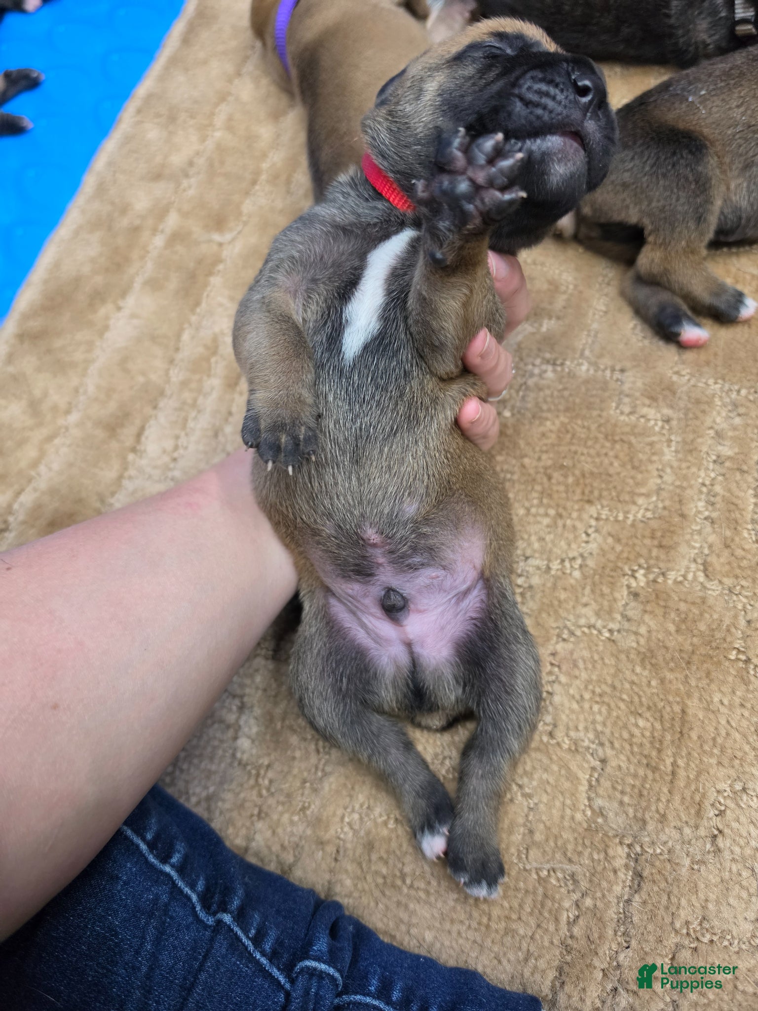 Cane Corso dogs for sale: Cane Corso Puppy 8 - Ad 2
