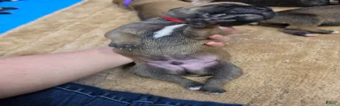Cane Corso Puppy 8