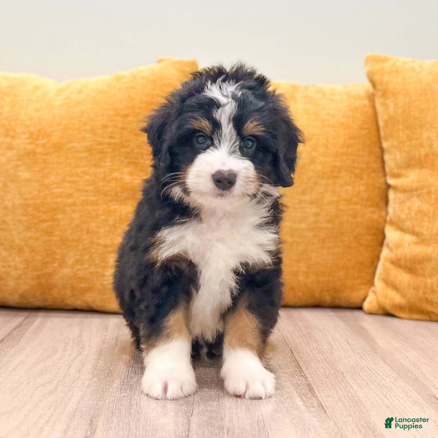 Mini Bernedoodle dogs Hudson - Ad 2