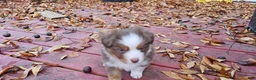Miniature Australian Shepherd dogs for sale: Bread - Ad 10