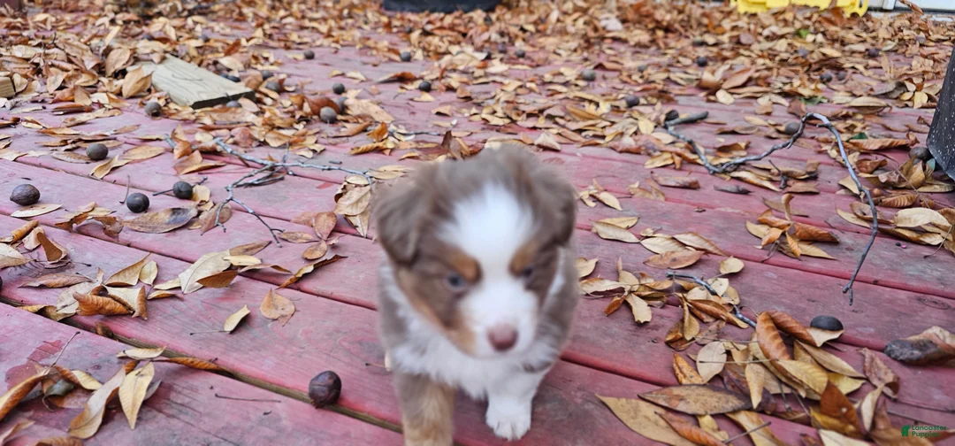 Miniature Australian Shepherd dogs for sale: Bread - Ad 10