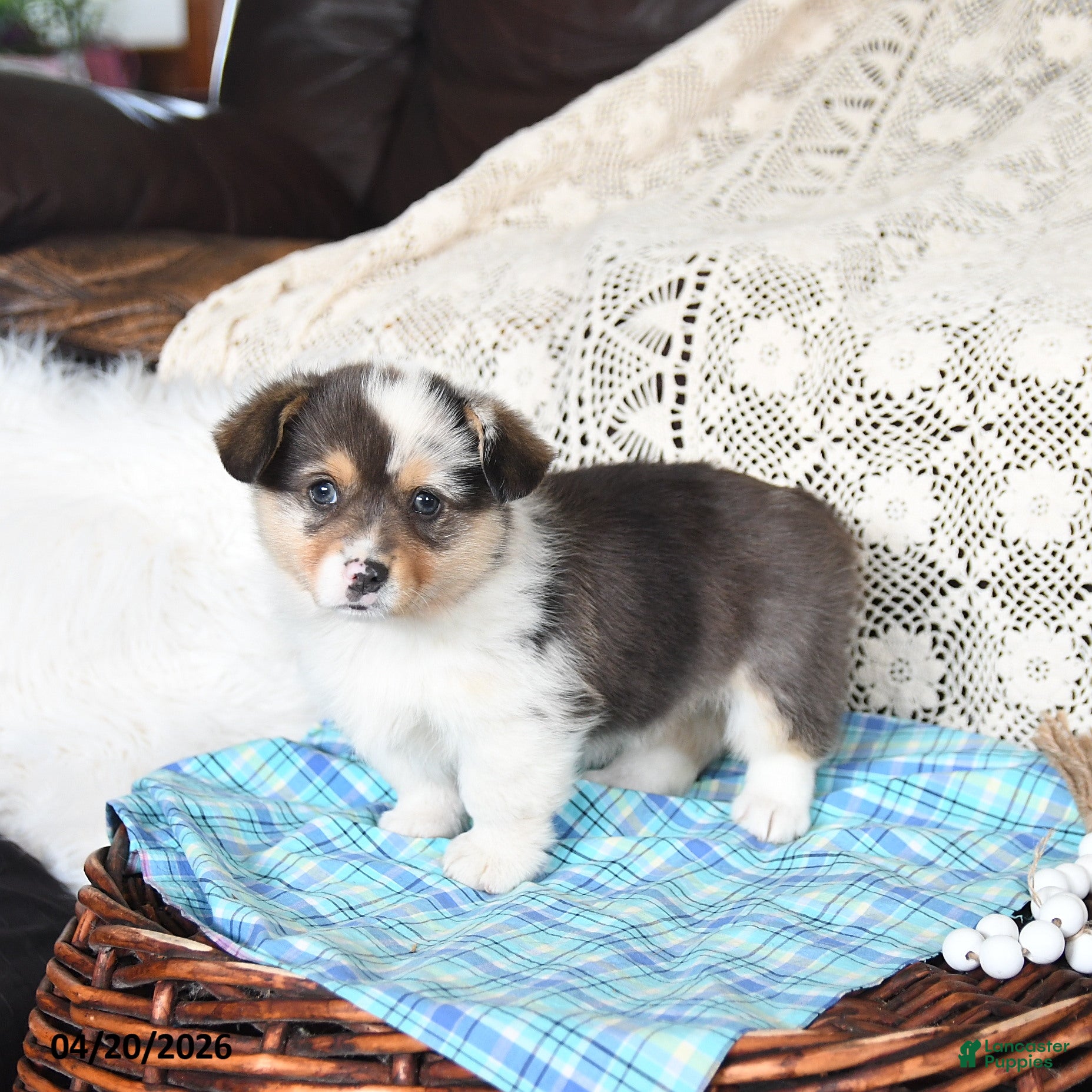 Welsh Corgi Pembroke dogs Cory - Ad 1