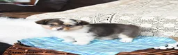 Welsh Corgi Pembroke dogs for sale: Cory - Ad 1