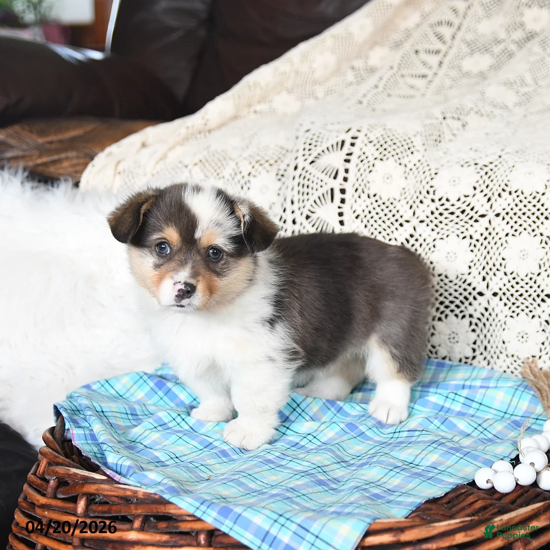 Welsh Corgi Pembroke dogs for sale: Cory - Ad 1