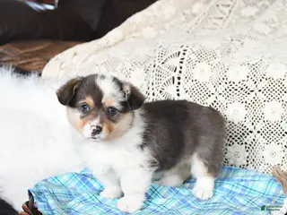 Welsh Corgi Pembroke dogs for sale: Cory - Ad 1