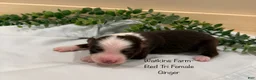 Australian Shepherd dogs for sale: Ginger  - Ad 3