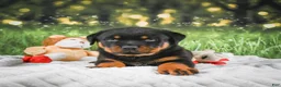 Rottweiler dogs for sale: Kane - Ad 4