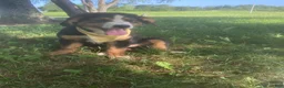 Mixed Breed dogs for sale: ♥️SWEET MOLLIE MAE♥️ - Ad 32