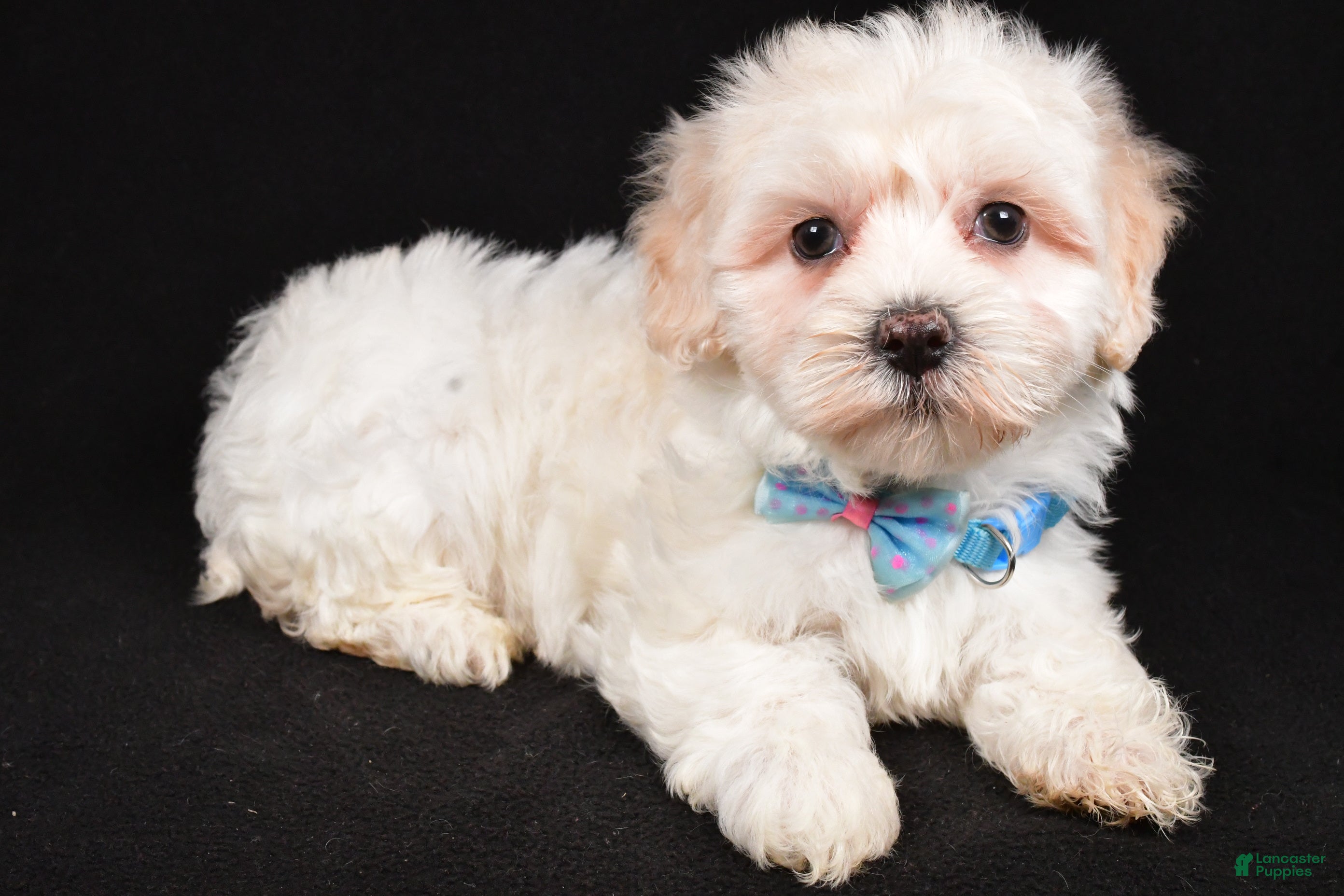 Maltipoo dogs Hank - Ad 1