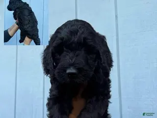 Double Doodle dogs Blade - Ad 1