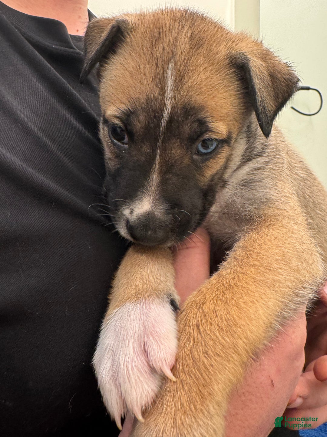 Mixed Breed dogs for sale: Zeek - Ad 1