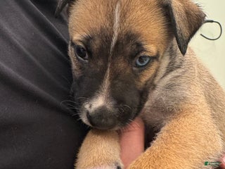 Mixed Breed dogs Zeek - Ad 15