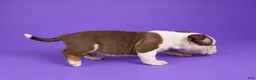American Bully dogs for sale: Piebald Chocolate Tri Male - Ad 3