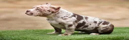 American Bully dogs for sale: Chocolate Merle Female - Ad 4