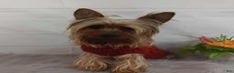 Yorkshire Terrier dogs for sale: Yorkshire Terrier Puppy 1 - Ad 7