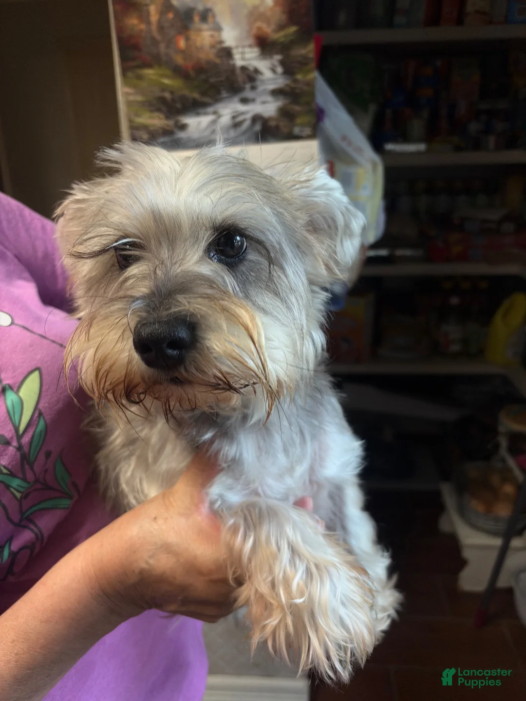 Mixed Breed dogs for sale: Mixed Breed 1 - Ad 2