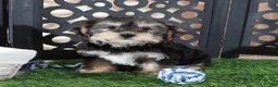 Yochon dogs for sale: Bear Playful Male Yochon Puppy - Ad 3