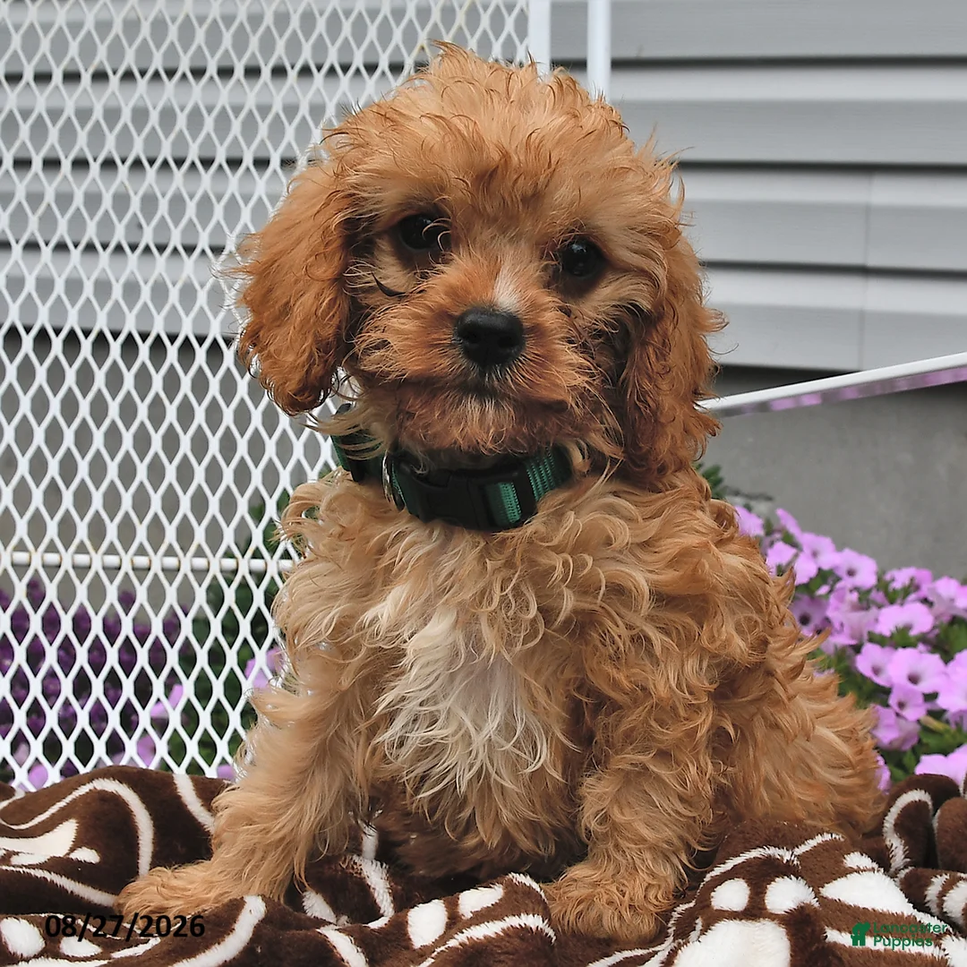 Cavapoo dogs for sale: Calvin - Ad 1