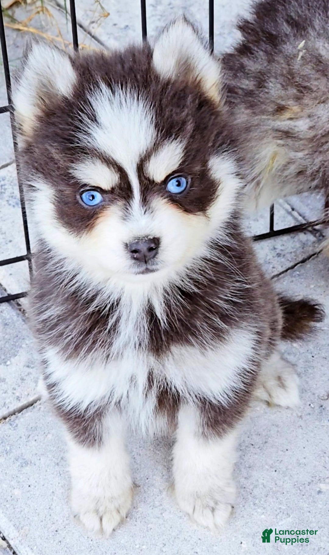 Pomsky dogs for sale: Blue Robin - Ad 3