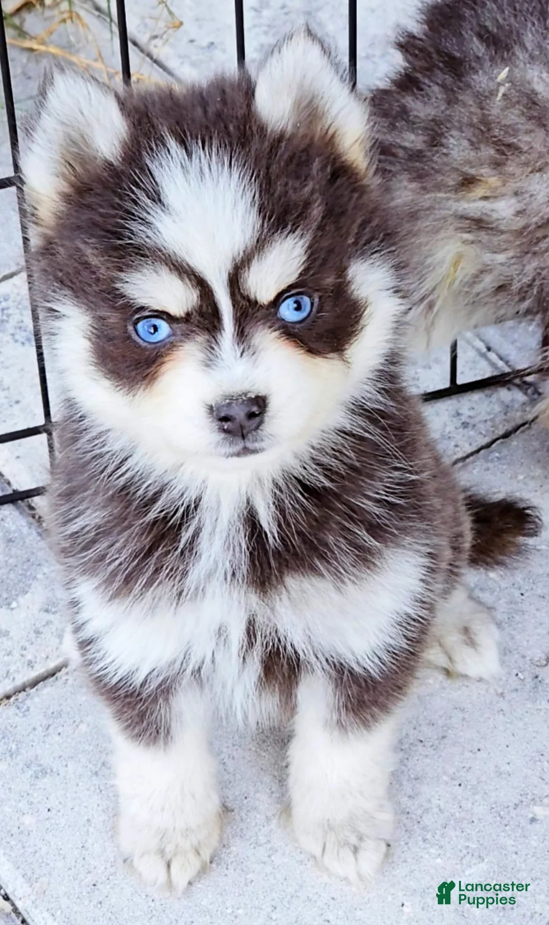 Pomsky dogs for sale: Blue Robin - Ad 3