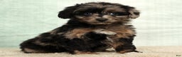 Mini Aussiedoodle dogs for sale: Missy - Ad 8