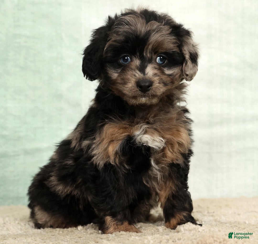 Mini Aussiedoodle dogs for sale: Missy - Ad 8