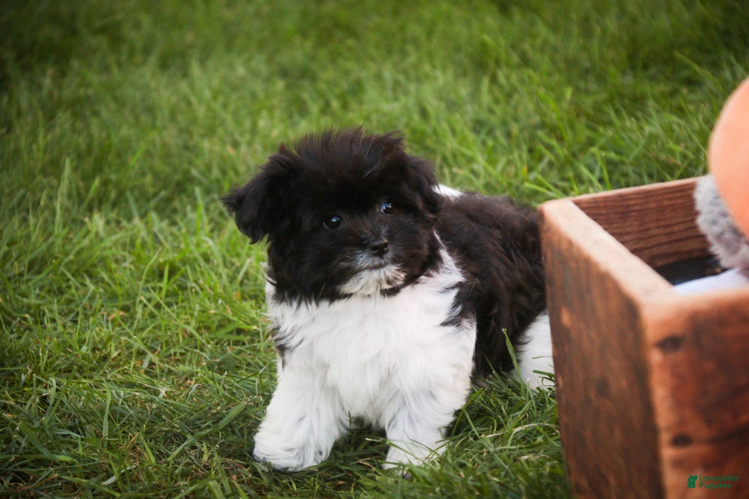 Havanese dogs Goldie Havanese  - Ad 2