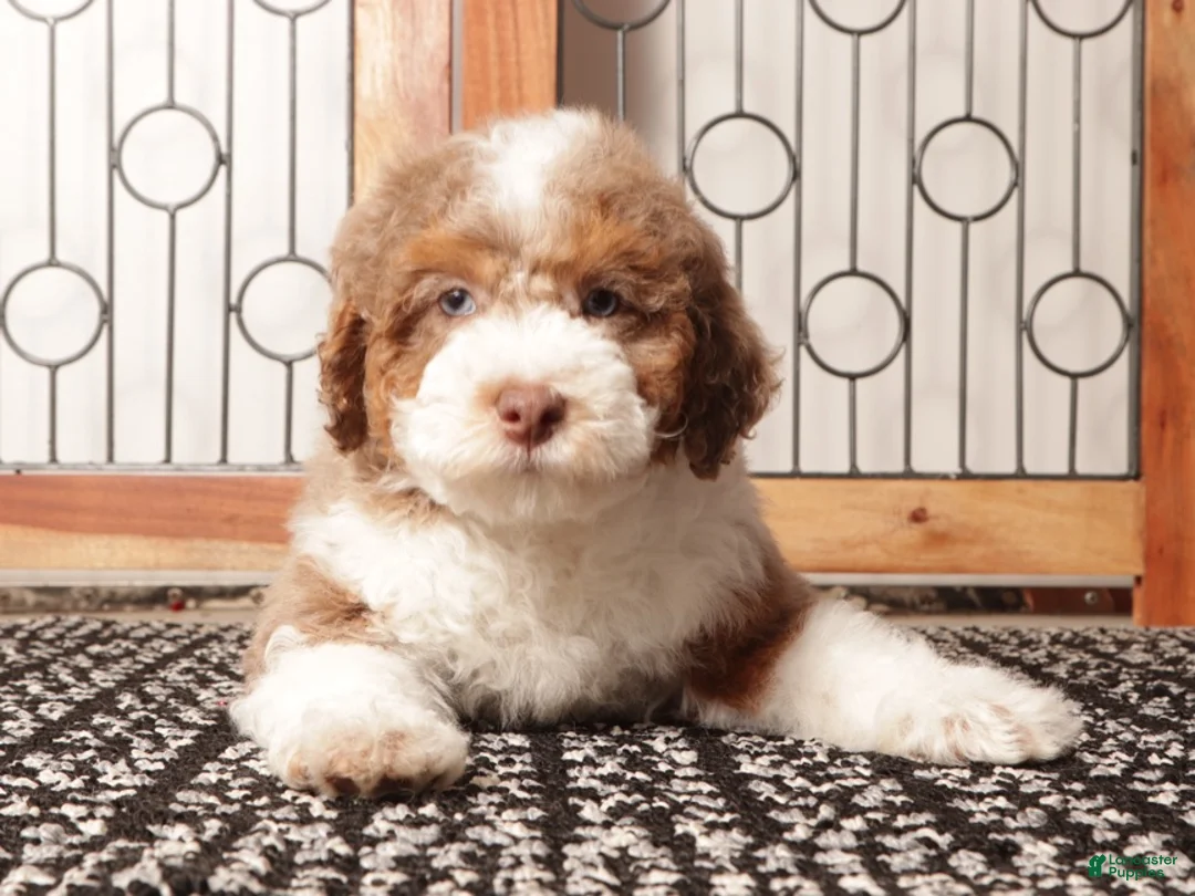 Mini Aussiedoodle dogs for sale: Claire Red Merle Mini Aussie Poo - Ad 4