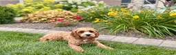 Cavapoo dogs for sale: Henry F1 - Ad 10