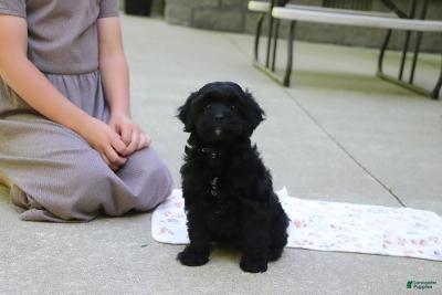 Cavapoo dogs Sadie - Ad 2