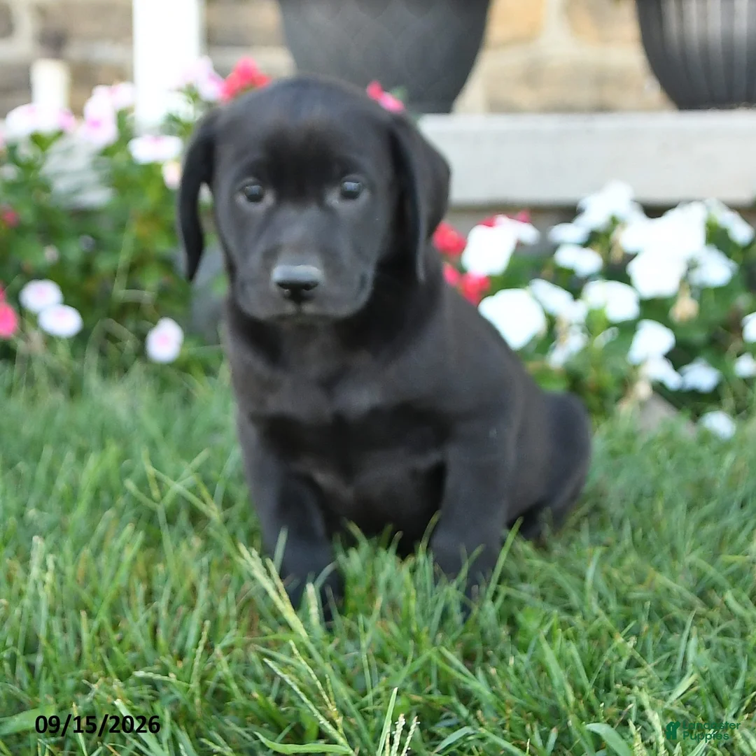 Labrador Retriever dogs for sale: Grady - Ad 3