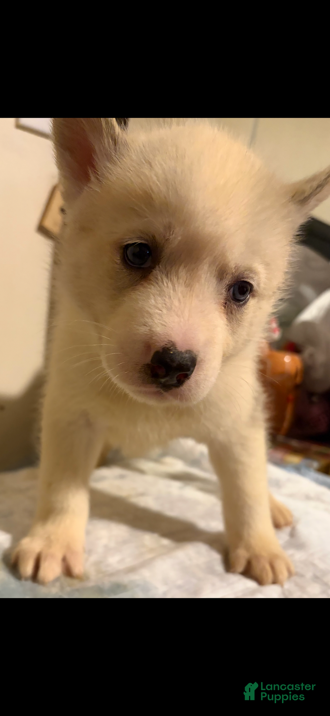 Mixed Breed dogs for sale: blaze - Ad 2