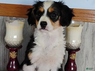 Miniature Australian Shepherd dogs Lilly - Ad 35