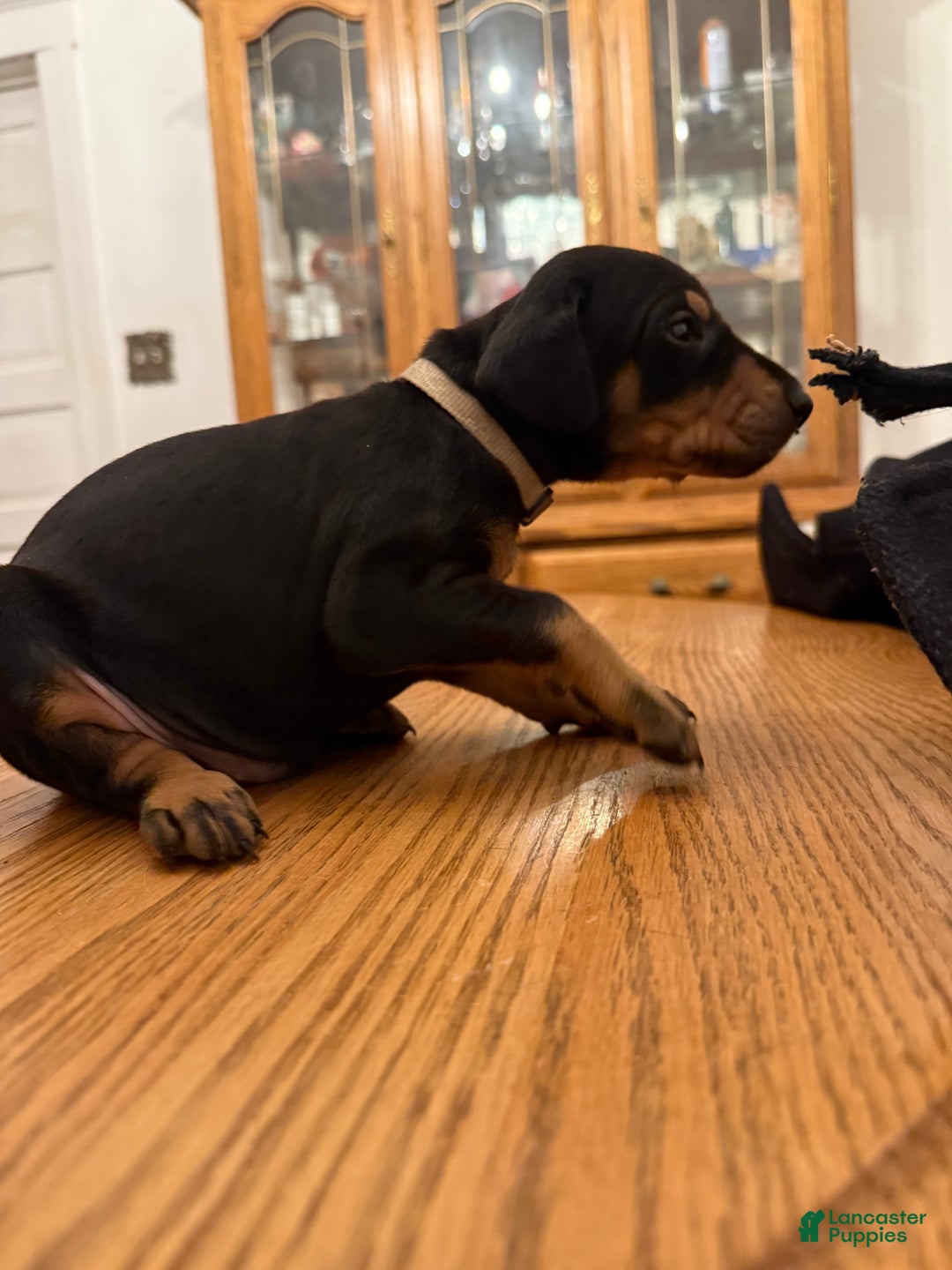 Doberman Pinscher dogs for sale: Greaser - Ad 2