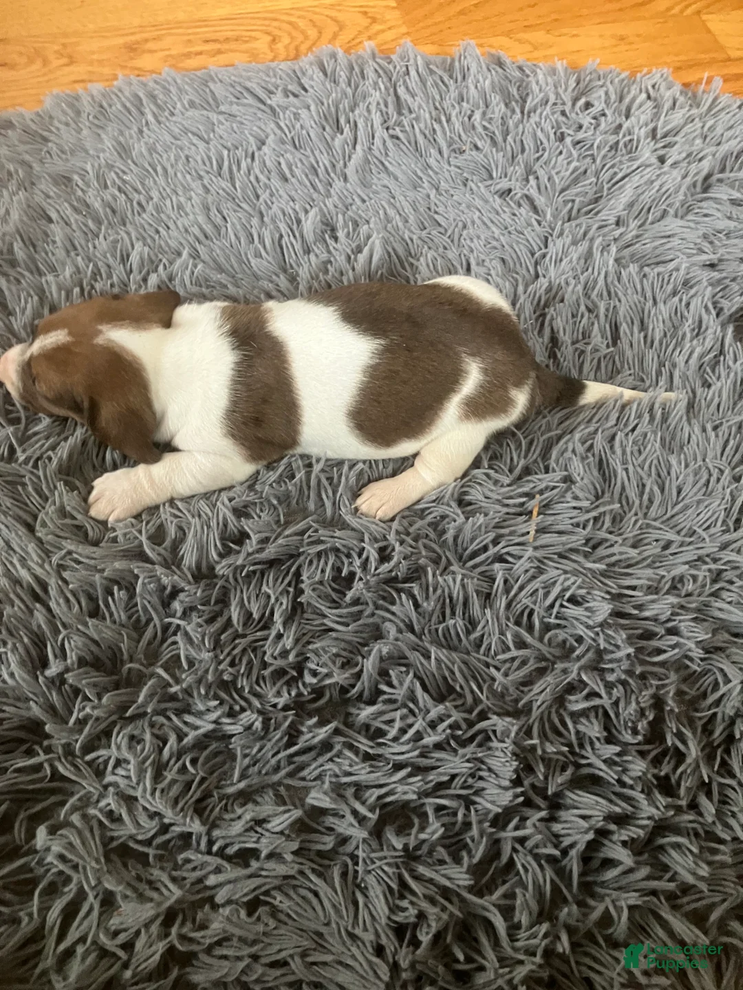 Miniature Dachshund dogs for sale: Akc Lyle - Ad 9