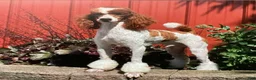 Mini Bernedoodle dogs for sale: Callie  - Ad 10