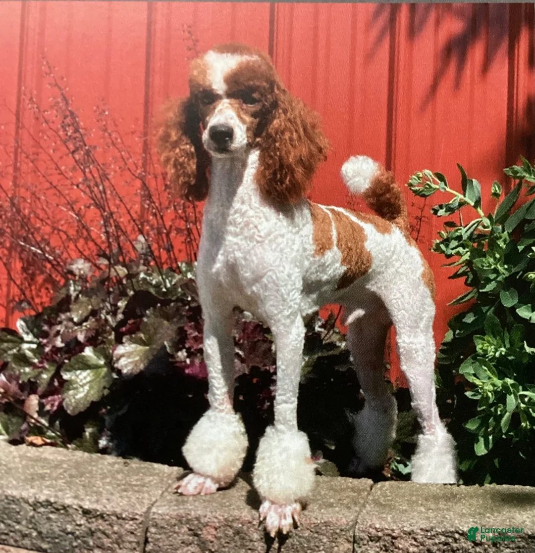 Mini Bernedoodle dogs for sale: Callie  - Ad 10