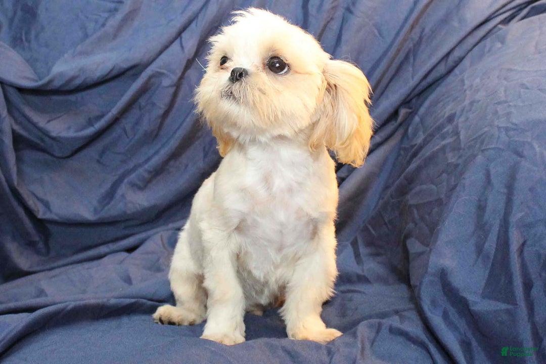 Shihpoo dogs for sale: Monty - Ad 2
