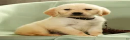 Golden Retriever dogs for sale: Glen - Ad 6