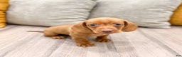 Miniature Dachshund dogs for sale: Duke - Ad 1