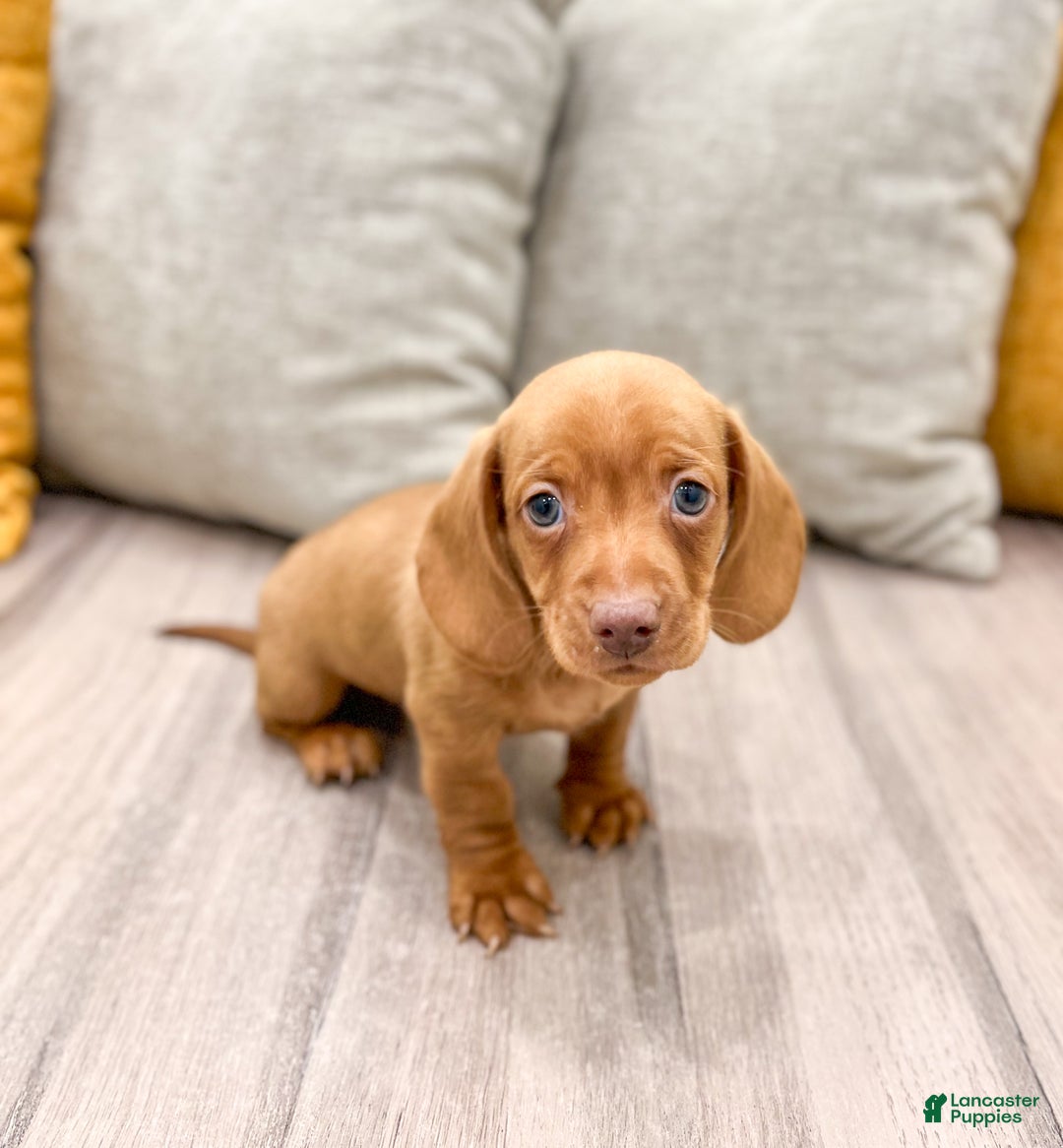 Miniature Dachshund dogs for sale: Duke - Ad 1