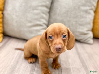Miniature Dachshund dogs Duke - Ad 27