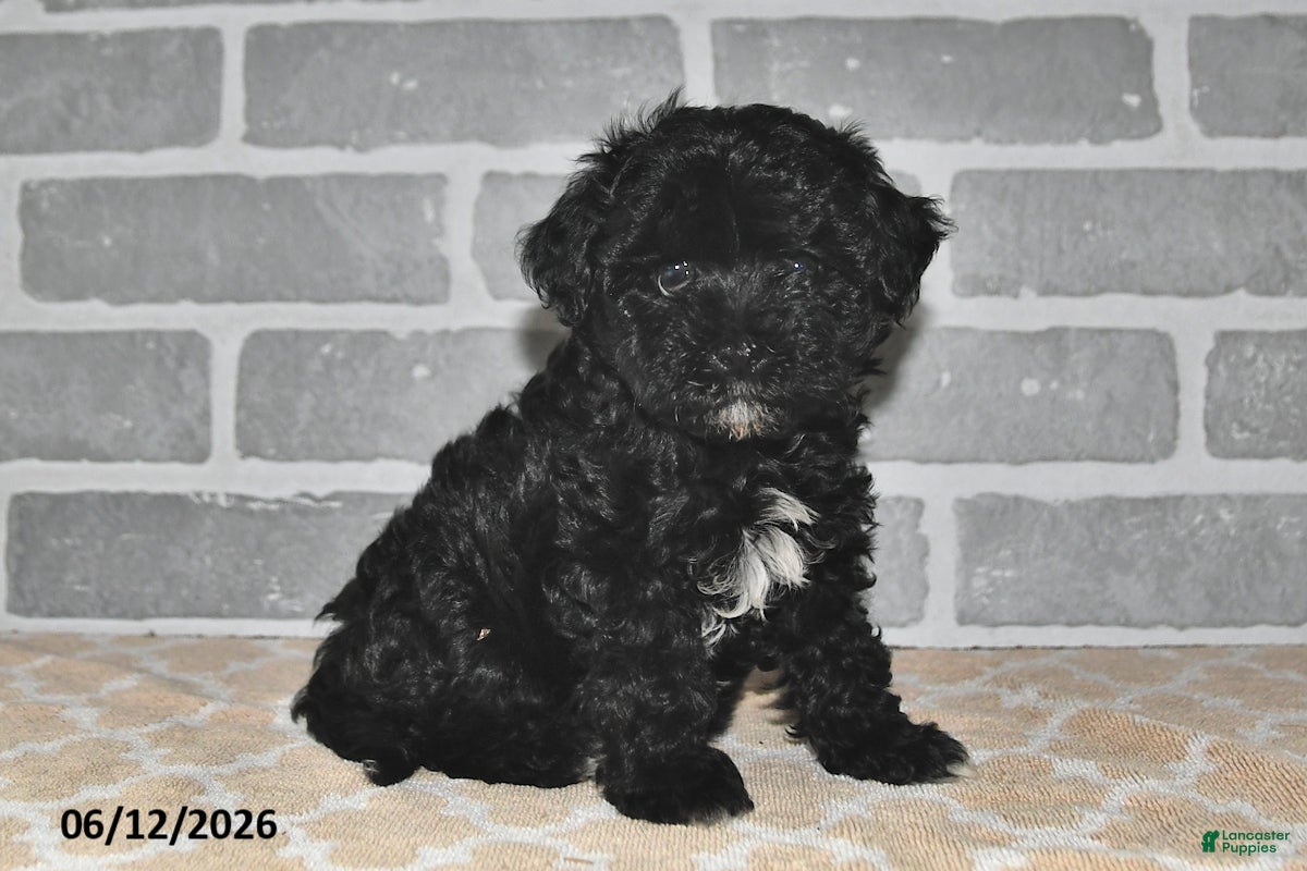 Maltipoo dogs Maggie - Ad 1