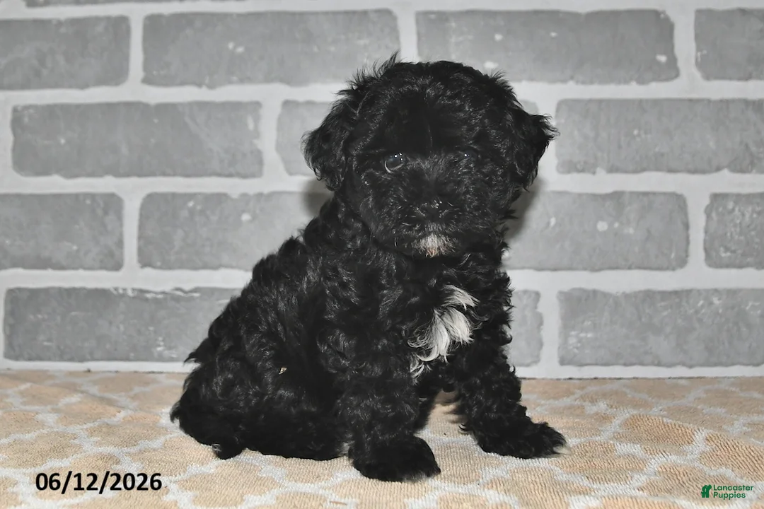 Maltipoo dogs for sale: Maggie - Ad 1