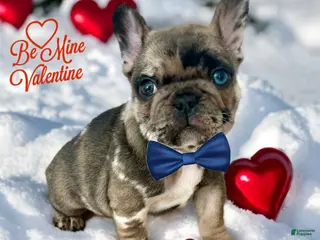 French Bulldog dogs Griffin - Ad 33