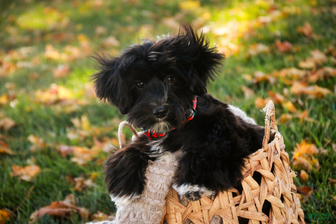 Morkie dogs for sale: Mackintosh - Ad 3