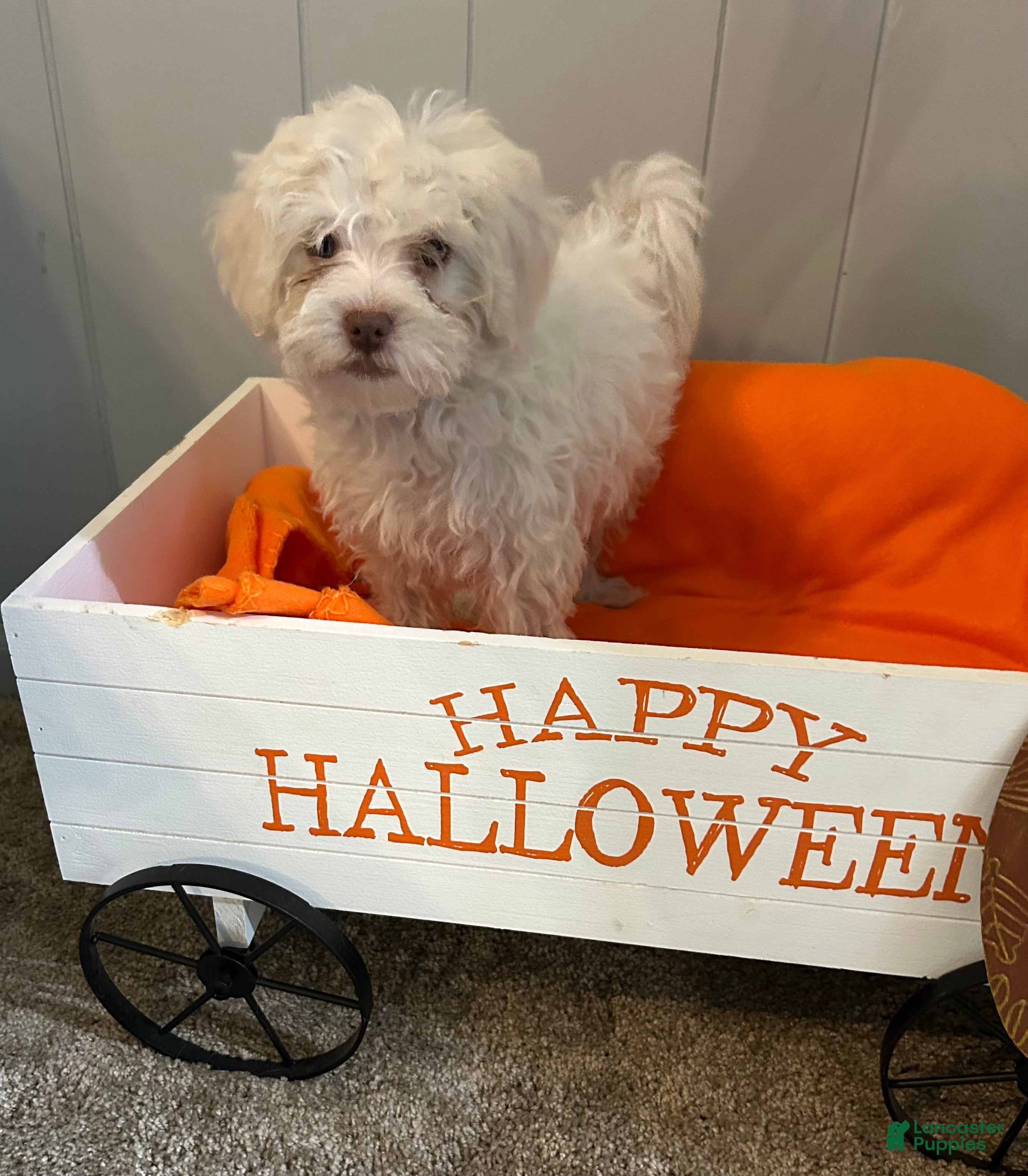 Shihpoo dogs Nick - Ad 17