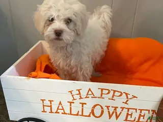 Shihpoo dogs Nick - Ad 17