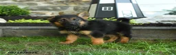German Shepherd dogs for sale: Bernice - Ad 3