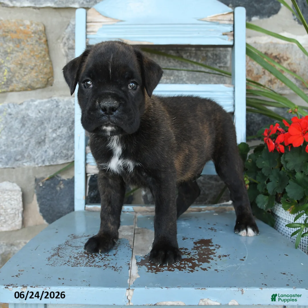 Boxer dogs for sale: Bruno - Ad 1